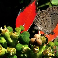 Papillon Azuré sur Euphorbia cyathophora.petit poinsettia.euphorbiaceae.sténonaturalisé..jpeg